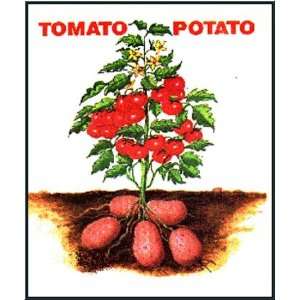  Amazing Pomato Plant   Tomatoes on Top/Potatoes Below 