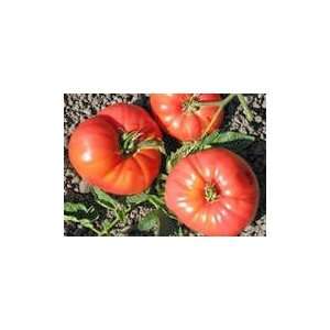  Omars Lebanese Heirloom Tomato 30+ seeds Patio, Lawn 