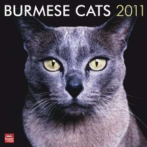  Burmese Cats 2011 Wall Calendar 12 X 12