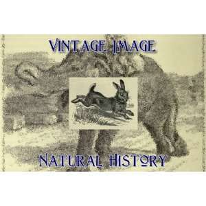   Fridge Magnet Vintage Natural History Image Running Rabbit Home
