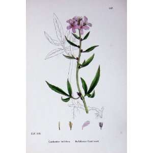   Bulbiferous Coral Wort Botany Plants C1902 Cardamine