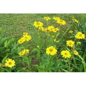  Coreopsis  Yellow Sand  50 Seeds Patio, Lawn & Garden