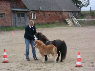 Minishetty Partbred Stutfohlen in Schleswig Holstein   Bad Segeberg 