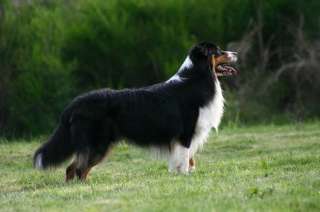 Australian Shepherd Deckrüde ASCA in Nordrhein Westfalen   Ennepetal 