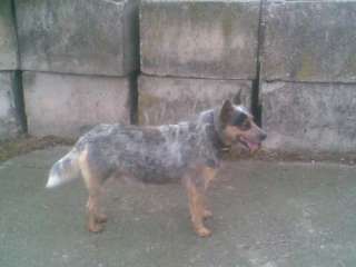 australian cattle dog welpen in Thüringen   Ruhla  Hunde & Zubehör 