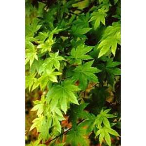  Acer circinatum   Maple, Vine Patio, Lawn & Garden