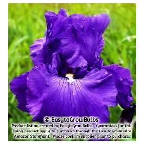 Bearded Iris Dashing   3 rhizomes   3/5 fan rhizomes 