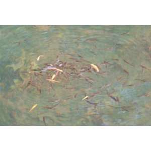  Exclusive By Buyenlarge Fish Frenzy 20x30 poster