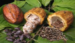 Rich Peruvian Cocoa Pure Raw Chocolate CaCao Nibs 1lb  
