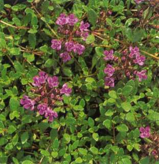 German Winter Thyme Herb GREAT GROUNCOVER 100 Seeds  