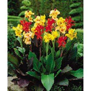 Mixed Standard Canna Bulbs Pack of 8 70216 