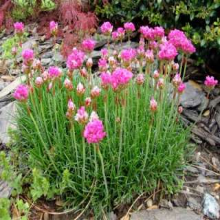 OnlinePlantCenter Fire Witch Garden Pinks Plant C274CL at The Home 
