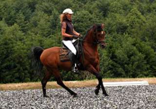 Reiten auf arabischen Pferden in Saarland   Spiesen Elversberg 