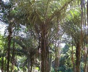 1GLive Allagoptera caudescens Buri Palm Tree Seedling  