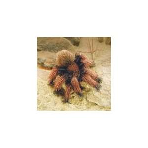   Small Tarantula Full Body Puppet By Folkmanis Puppets