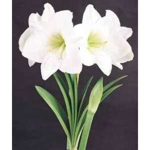  1 White Lenette Amaryllis Flower Bulb, Huge Patio 