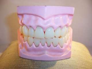 Dental Anatomy Teeth Model Display Dentist Tooth Mouth  