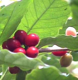 Hirts Arabica Coffee Bean Plant   4 pot   Grow & Brew Your Own 