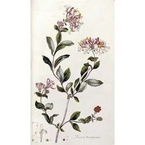 Plate From Curtis Flora Londinesis by William Curtis 5.75X10.00. Art 