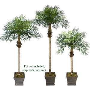  Three Date Phoenix Artificial Tropical Palm Trees 8.5 
