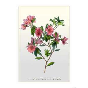  The Dwarf Crimson Chinese Azalea Giclee Poster Print 