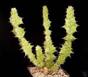 Euphorbia Pseudocactus Seeds   Candelabra Spurge  
