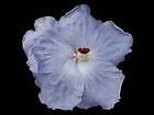 Cajun Color Hibiscus “Cajun Blue”