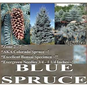  20 Colorado Blue Spruce, Picea pungens glauca, Tree Seeds 