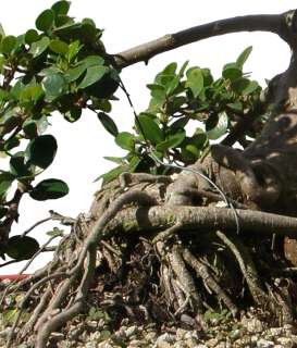 Green Island Ficus Bonsai Tree 32 Tall Aerial Roots  