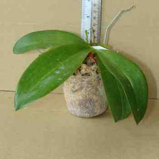 PS23 Orchid Plant Phal bellina Alba X pulchra Alba Pot Pack  