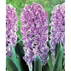   of the Violets Hyacinth 10 Bulbs   FRAGRANT Patio, Lawn & Garden