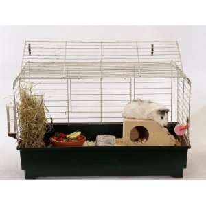  Abyssinian Guinea Pig in Cage Giclee Poster Print