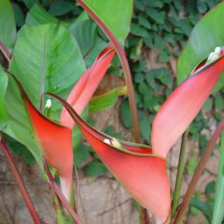 LIVE Rhizome Heliconia stricta VIVID RED Dwarf Jamaican  