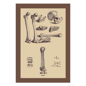   Tools Giclee Poster Print by Andreas Vesalius, 12x16