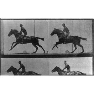   in motion,galloping,Rider,1887,Eadweard Muybridge