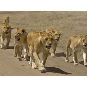  Pride of African Lions Walking Along a Track, Serengeti Np 