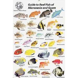 Fish Identification Cards   Micronesia and Guam   Guide to Reef Fish 