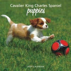   King Charles Spaniel Puppies 2009 Wal Calendar 12 X 12 Office