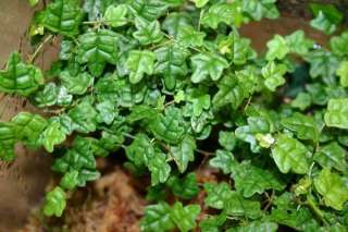 Mini oakleaf creeping fig w/4 Handing Basket Houseplant   FICUS  Gift 