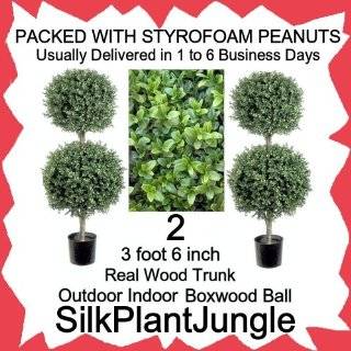   Ball Topiary Trees, potted in nursery pot, real wood trunk, pac