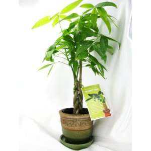 9GreenBox   5 Money Tree Plants Braided Into 1 Tree  Pachira with 3.5 