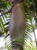 RARE Tiger Palm 3 LIVE Tropical Tree Indoor Outdoor  