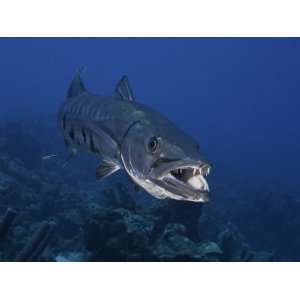  Great Barracuda (Sphyraena Barracuda) Can Reach as Much as Six Feet 