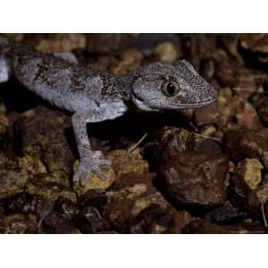  Nocturnal Northern Spiny Tailed Gecko Moving over Gibber 