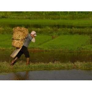  Bai Minority Carrying Rice Plants in Baskets, Jianchuan 