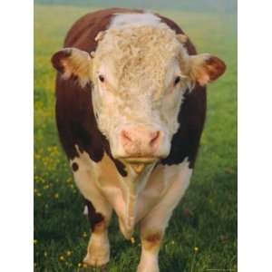 Portrait of a Hereford Bull, East Devon, England, UK Photographic 