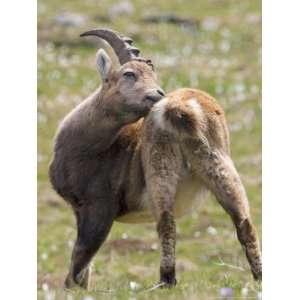  Ibex, Young Male Scratching, Switzerland Photographic 