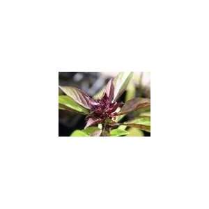   Basil, Siam Queen Herb Seed, Sold by the Pound Patio, Lawn & Garden