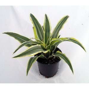  Lemon Lime Madagascar Dragon Tree   Dracaena   4 Pot 