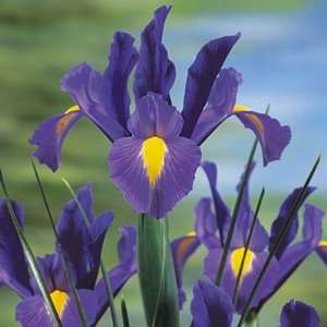  Dutch Iris Bulbs Sapphire Beauty Patio, Lawn & Garden